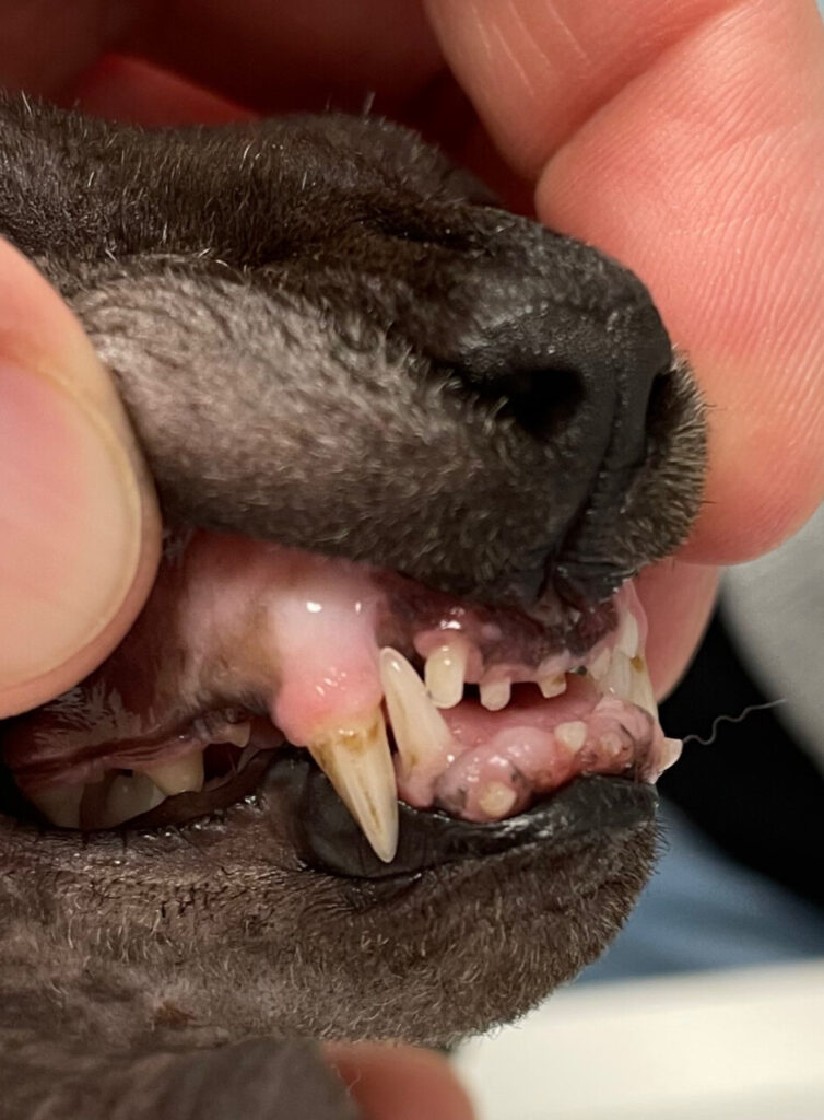 Hiperplasia gingival en un gato como consecuencia del uso crónico de ciclosporina oral.