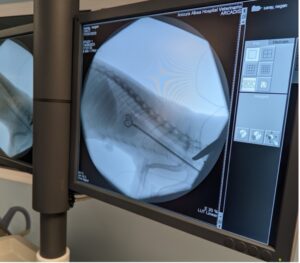Imagen del fluoroscopio durante la extracción de parásitos adultos de Dirofilaria immitis