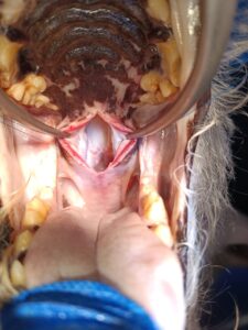 ba3 hipo imagen3A