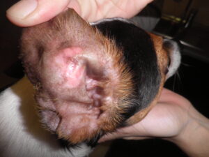 Otitis eritematosa leve en un paciente atópico.