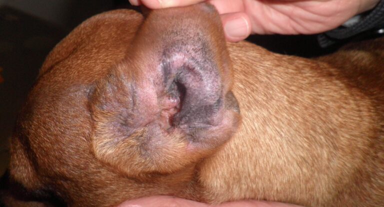 Otitis eritematosa con hiperpigmentación moderada del pabellón auricular externo en un paciente atópico.