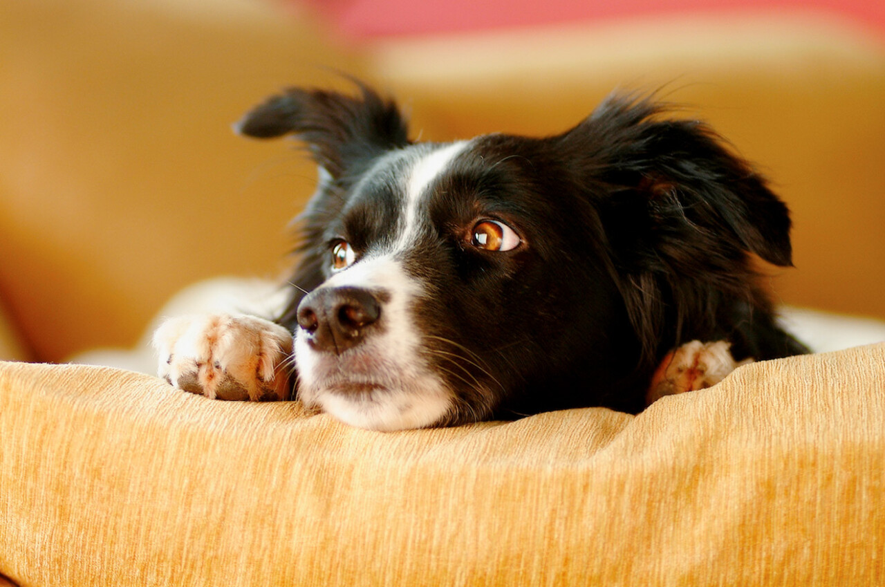 Imagen 2. Los veterinarios se enfrentan con el sufrimiento, el dolor y la muerte que contribuye al desgaste emocional propio. Imagen: iStock 174756567. ba3 burnout imagen2.jpg