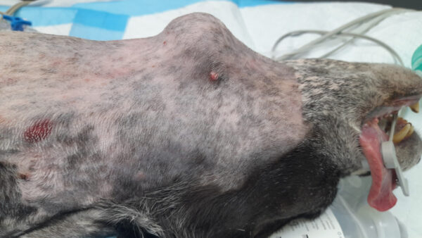 Imagen 1. Adenocarcinoma de la glándula salival. ba4 onco imagen1.jpg