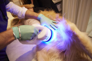 Vetoquinol participa en el Geda