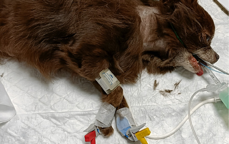 Paciente bajo anestesia general, cuya presión arterial está siendo monitorizada mediante método oscilométrico, con un manguito colocado en la extremidad anterior derecha.﻿