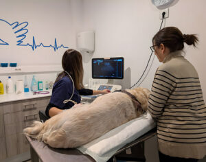 ba5 hospitalizacion imagen2 upscayl 4x upscayl standard 4x.jpg