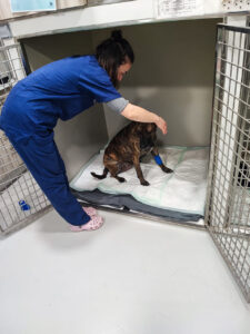 Postura incorrecta al abordar a un perro dentro de una jaula. Imagen 8. Exploración fuera de la jaula para reducir el estrés y facilitar el manejo.
