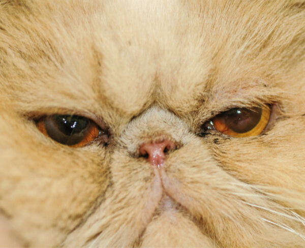 Paciente braquicefálico felino con hocico chato, entropión medial y presencia de secuestro corneal bilateral Paciente braquicefálico felino con hocico chato, entropión medial y presencia de secuestro corneal bilateral