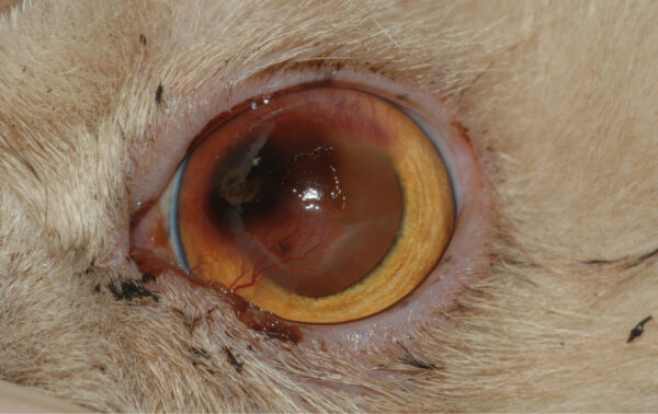 Secuestro corneal, úlcera epitelial y queratitis Secuestro corneal, úlcera epitelial y queratitis en paciente braquicefálico felino con entropión medial.