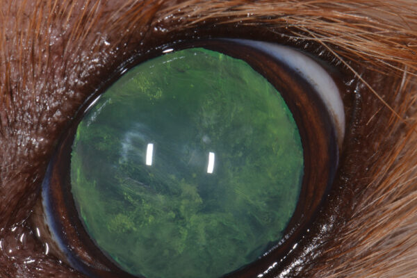 Catarata incipiente Catarata incipiente