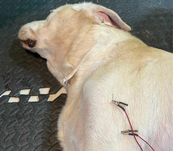 Tratamiento de PGM con electroacupuntura.