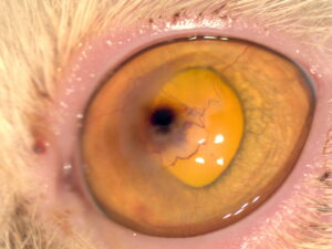 ba6 ulceras imagen6A