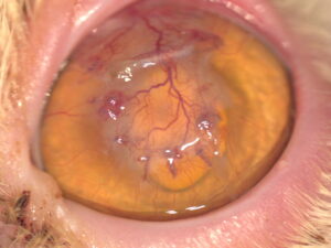 ba6 ulceras imagen6B