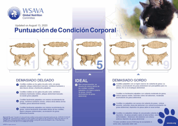 Puntuación de condición corporal para la especie felina