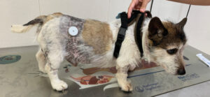 Perro macho, de raza Jack russell terrier, diagnosticado de diabetes mellitus y síndrome de Cushing.