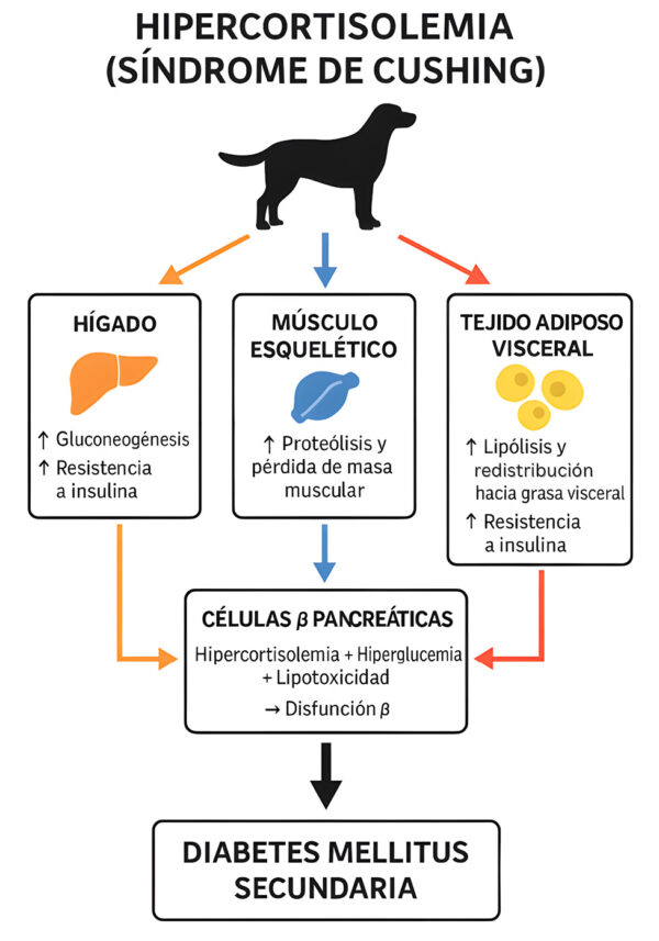 Fisiopatogenia de la diabetes mellitus secundaria al síndrome de Cushing.