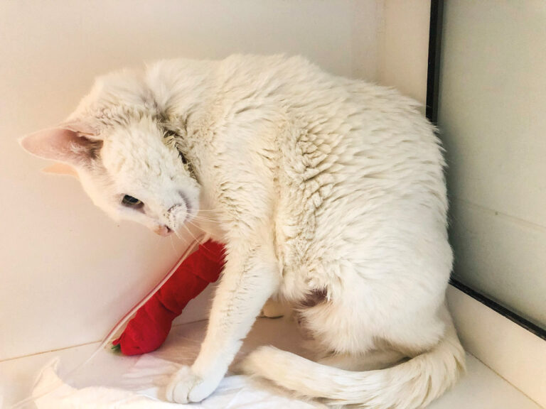 Ventroflexión cervical por polimiopatía hipokalémica en un gato con hiperaldosteronismo primario.