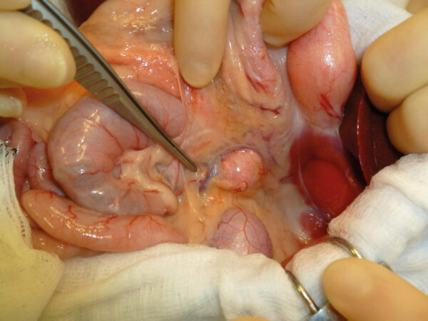 Imagen intraoperatoria de una masa adrenal izquierda en un gato con hiperaldosteronismo primario.