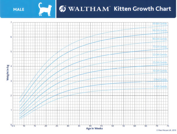 Curvas de crecimiento en gatitos macho﻿﻿.