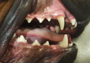 Imagen con ausencia del primer premolar mandibular (405) en un perro
