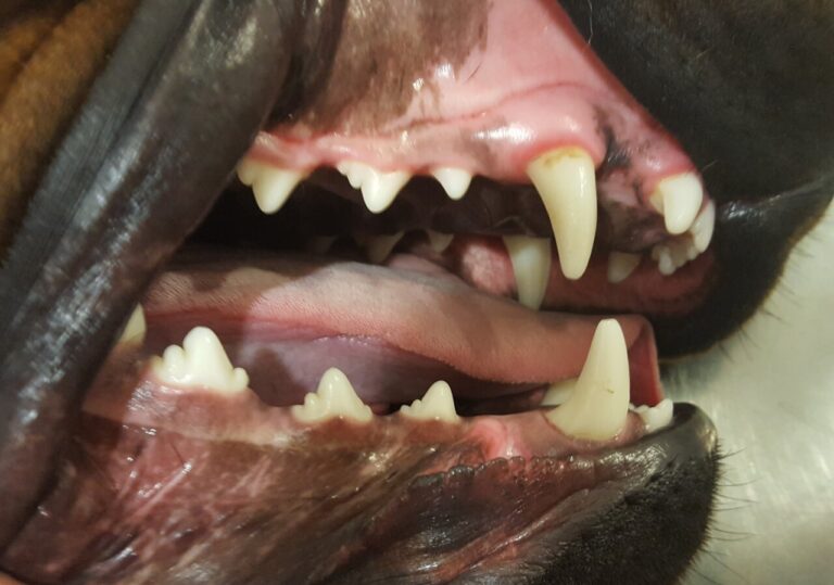 Imagen con ausencia del primer premolar mandibular (405) en un perro
