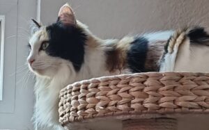 Enriquecimiento ambiental para gatos con torre.