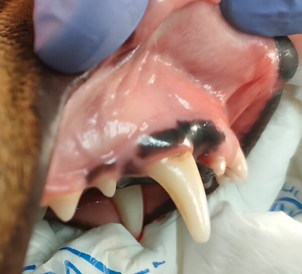 Radiografía de la boca de un perro en la que se visualiza la existencia de un tercer incisivo (103) incluido.