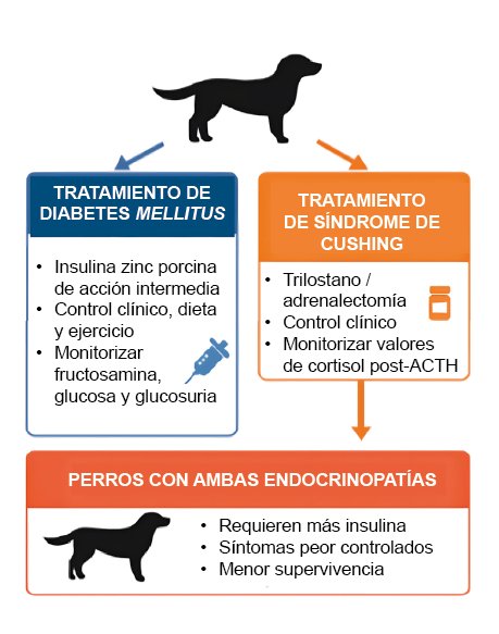 Infografía sobre el manejo de diabetes mellitus en perros con síndrome de Cushing