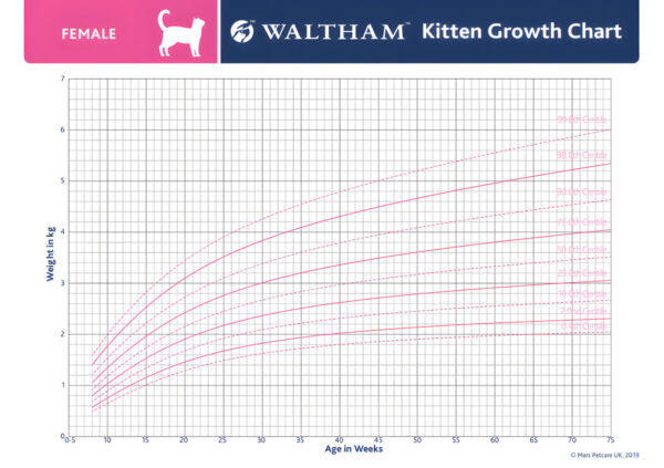Curvas de crecimiento en gatitos hembra.