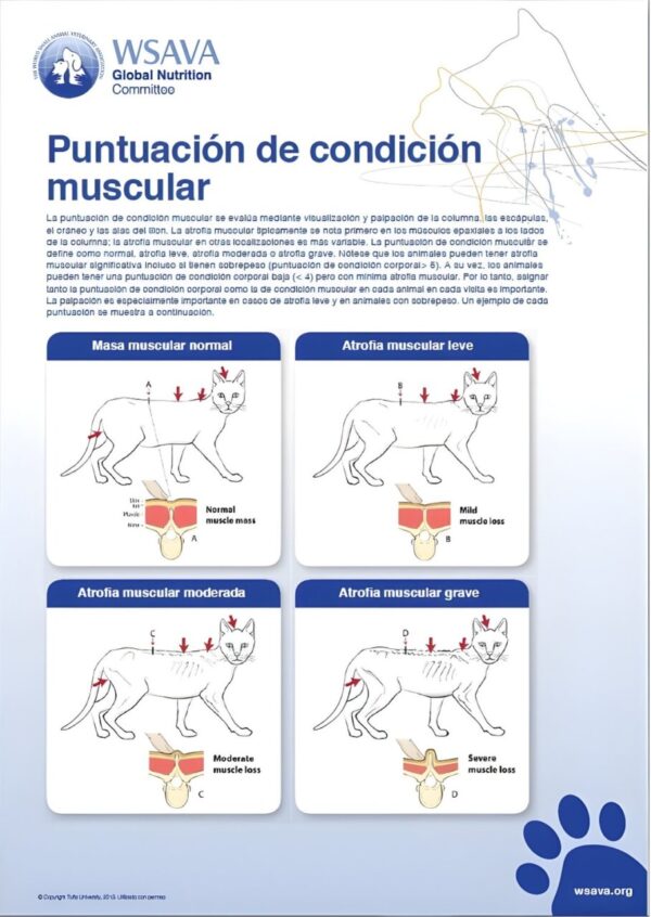 Infografía sobre la puntuación de condición muscular en gatos.