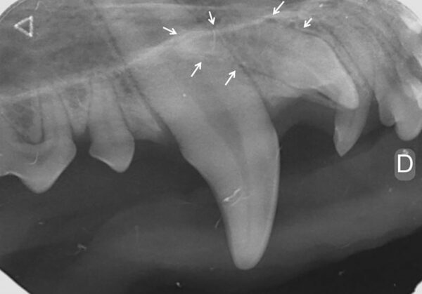 Imagen del aspecto de la boca en un perro en la que se visualiza la existencia de un tercer incisivo (103) incluido (flechas).