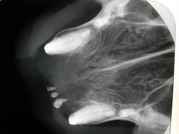 Radiografía del maxilar de un gato con pérdida dental por un tumor. Se observa una imagen osteolítica (radiolúcida) de contorno irregular, mal definido que afecta a la porción rostral del maxilar.