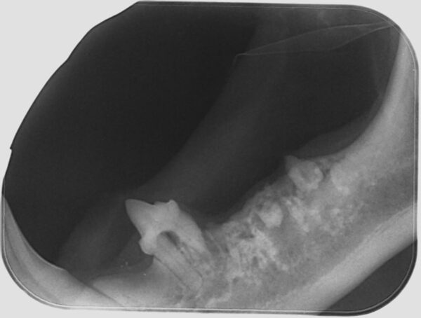 Restos radiculares en la mandíbula de un gato.