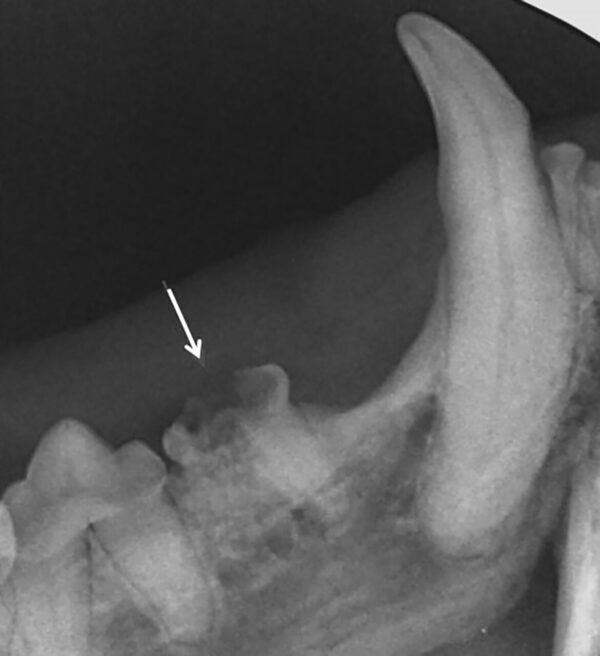 Radiografía mandibular del tercer premolar (407) en un gato con lesión resortiva tipo 3. Características tipo 1 (raíz mesial) y tipo 2 (raíz distal).
