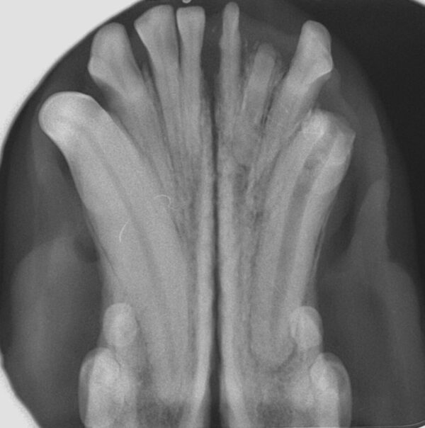 Fractura complicada del canino mandibular (304) en un perro con un aumento del canal radicular que nos indica que existe una pulpitis. En estos casos el tratamiento es la endodoncia o la extracción.