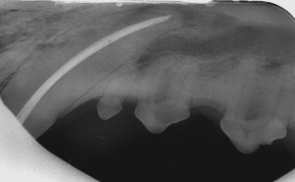 Radiografía de un canino maxilar (204) en un perro tras el sellado del canal pulpar en una endodoncia.