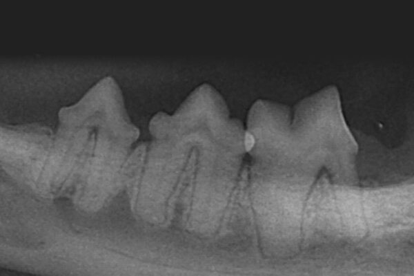 RRadiografía de un gato con un grado 2 de EP a nivel del primer molar mandibular (309).