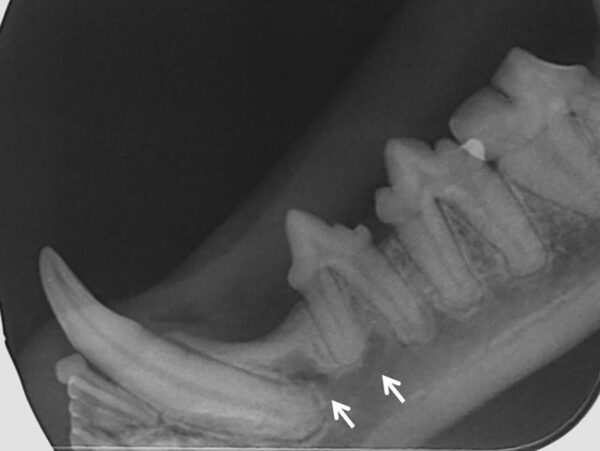 Radiografía mandibular en un gato en la que observamos dos zonas radiolúcidas (flechas) que se corresponden con los forámenes mentonianos.