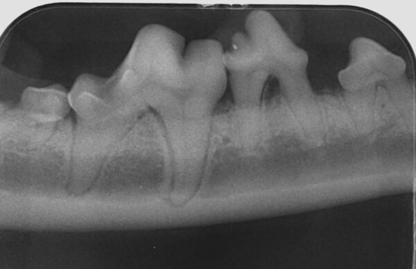 EP grado 3 en el 4º premolar mandibular (408) en un perro. Observamos una pérdida de soporte óseo de aproximadamente un 50 %, así como una furca grado 3.