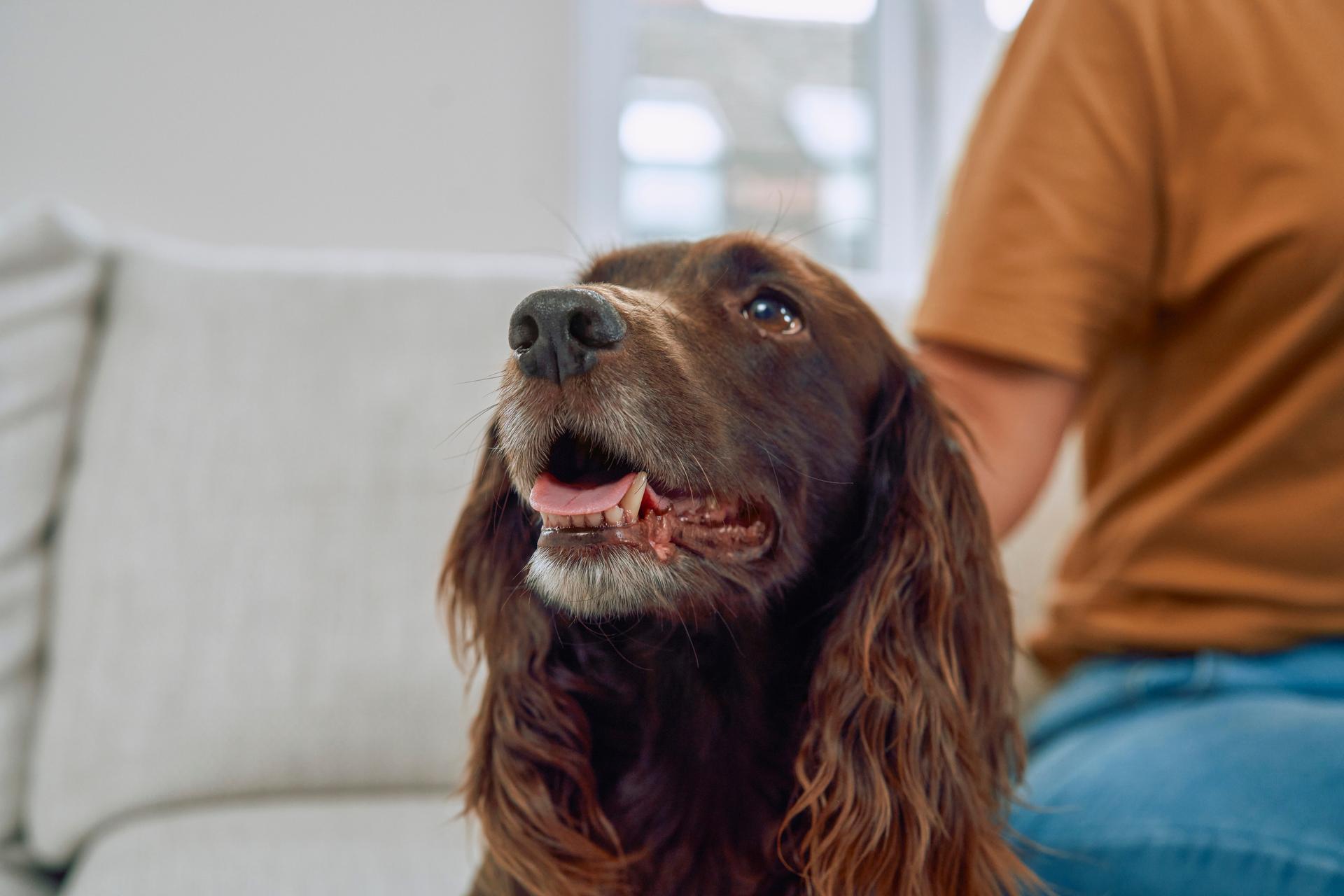 Boehringer_Workplace_RemoteWork_WorkingwithDog-02_RGB_001.jpg