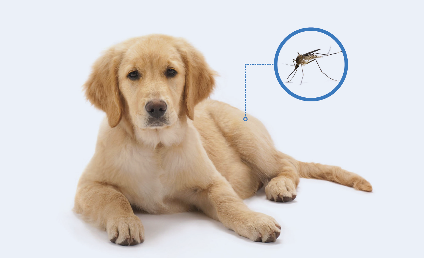PT_leishmaniosis-canina.png