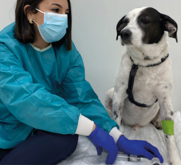 Imagen 4. Administración de quimioterapia endovenosa: última sesión del paciente.