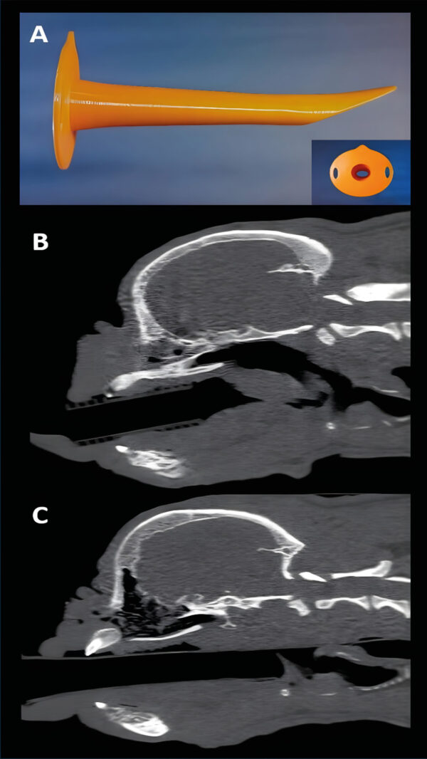 Imagen 2. Cánula orofaríngea adaptada a la especie canina. En las imágenes del TC se aprecia la mejoría en el paso del flujo de aire hacia la tráquea.