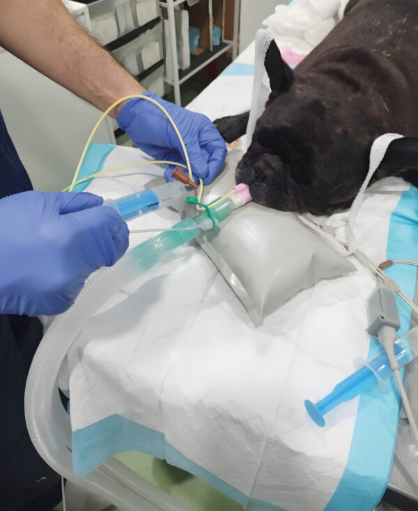 Máscara laríngea canina conectada a un animal que está anestesiado. Se observa que se ha introducido una sonda hasta el estómago por el compartimento de la propia máscara para vaciar el contenido gástrico, en este case de aire.