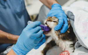 Colocación de una máscara laríngea felina en un gato.