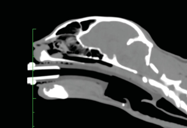 Imagen de TC de un gato con una máscara laríngea que muestra una correcta colocación donde se ve la vía aérea completamente permeable y el cierro del esófago por la punta del dispositivo, lo que evitaría el paso del reflujo esofágico a la tráquea.