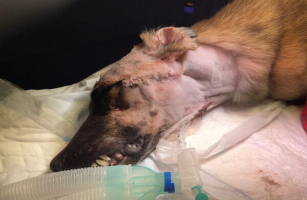 Paciente canino anestesiado en el que se ha colocado un tubo endotraqueal por faringostomía.