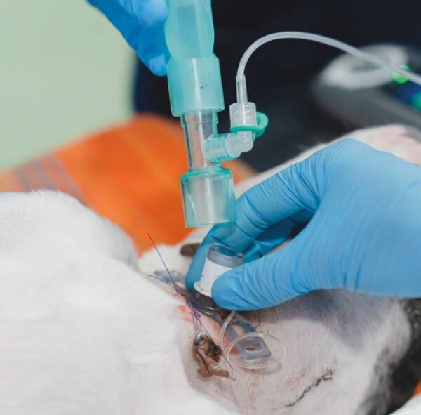 Paciente en el que se ha colocado un tubo de traqueostomía y que va a ser conectado a un circuito anestésico.