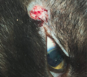 Mastocitoma cutáneo en un gato común europeo. Imagen previa al tratamiento con electroquimioterapia, donde se aprecia la lesión tumoral localizada. La electroquimioterapia se consideró como alternativa terapéutica al tratamiento quirúrgico agresivo, especialmente en virtud de la localización y el compromiso de los márgenes quirúrgicos.