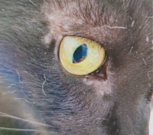 Remisión completa de un mastocitoma cutáneo felino 6 semanas después de aplicar el tratamiento.﻿